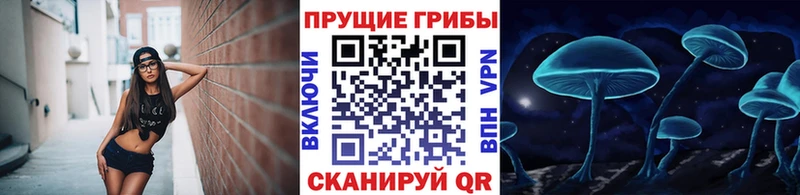 blacksprut ССЫЛКА Жуковский Псилоцибиновые грибы Psilocybe
